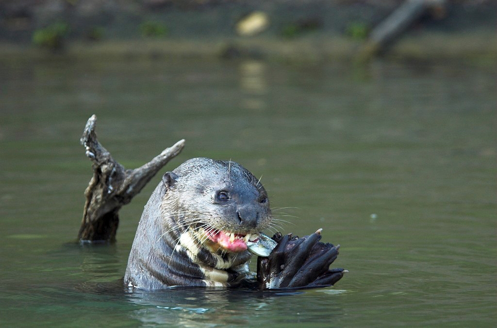 Giant Otter04-01.jpg - Giant Otter (Pteronura brasiliensis), Transpantaneria Brazil 2005